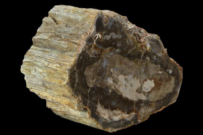 Triassic Petrified Wood (Araucaria) Limb - Madagascar #128229